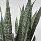 Sansevieria Zeylanica Dragon's Tooth