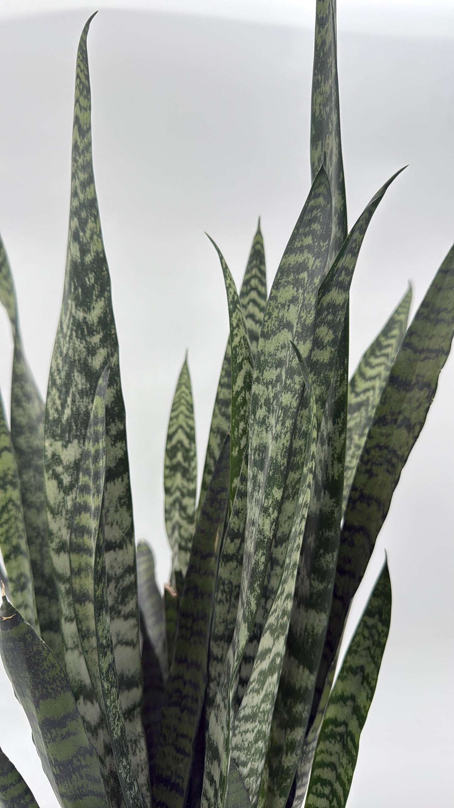 Sansevieria Zeylanica Dragon's Tooth