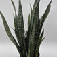 Sansevieria Zeylanica Dragon's Tooth