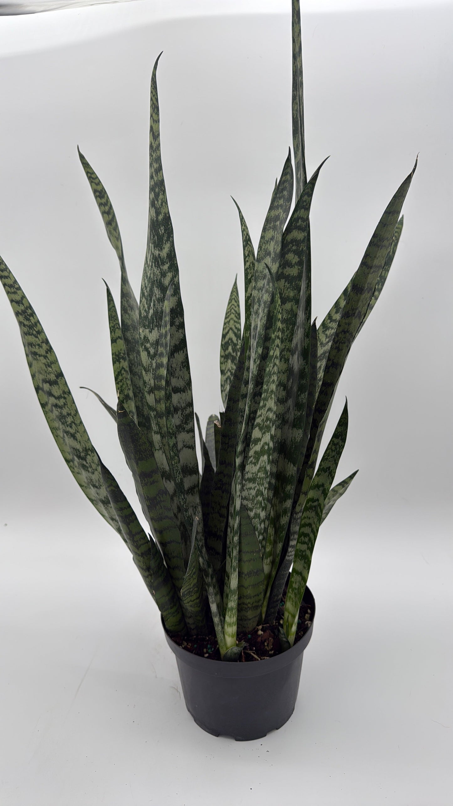 Sansevieria Zeylanica Dragon's Tooth