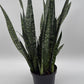 Sansevieria Zeylanica Dragon's Tooth