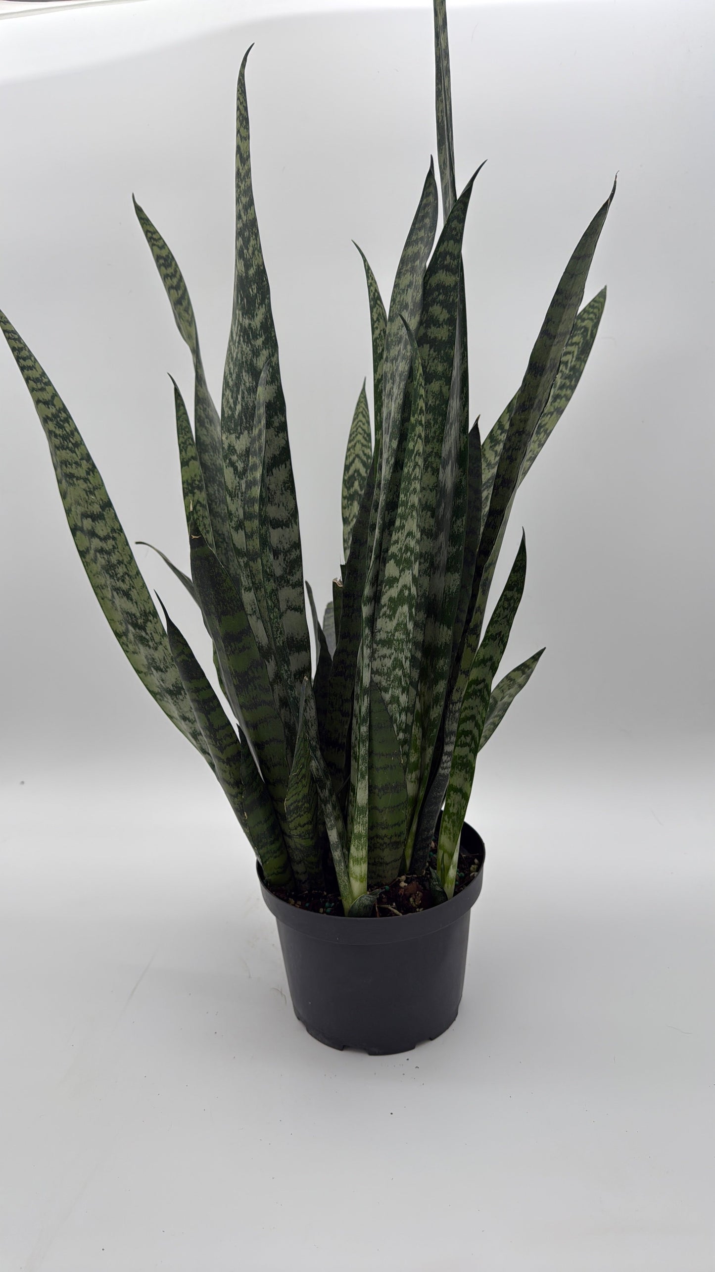 Sansevieria Zeylanica Dragon's Tooth