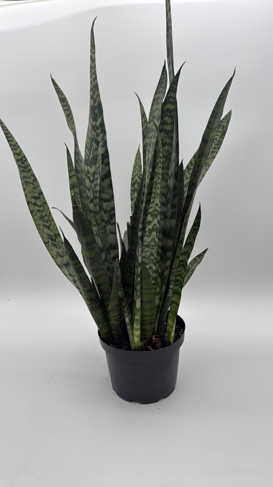 Sansevieria Zeylanica Dragon's Tooth