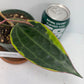 Hoya Macrophylla Variegated potted. This Hoya offers leaves of cream-to-yellow variegation and subtle hints of pink. A vining easy care Hoya!