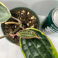 The Hoya Macrophylla 'Variegata' is a stunning plant, loved for its large, glossy leaves with creamy-yellow variegation and soft pink accents. In the right conditions, this slow-growing climber or trailing beauty rewards with fragrant, star-shaped white flowers tinged with pink, making it a treasure for Hoya lovers.