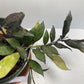 Hoya Lacunosa, known as the Cinnamon Hoya, features distinctive lacunose leaves with sunken veins and small ovate to lanceolate foliage closely spaced along its stems. While the plant you receive will not be in bloom, it is prized for its umbels of 15-25 small, revolute white to cream flowers with silvery hairs and pale yellow to red-rimmed coronas. These blooms emit a subtle, spicy cinnamon fragrance and last 4-5 days. This species adapts its foliage based on growing conditions, making it a fascinating cho