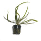 Cryptocoryne Retrospiralis