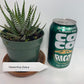 Discover the charming Haworthia Fasciata Zebra Plant potted, a beautiful compact succulent that adds a touch of nature’s artistry to any space. Known for its striking appearance, this plant features thick, dark green leaves adorned with white bumpy tubercles, creating the iconic "Zebra" look that makes it a standout among houseplants.