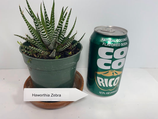 Discover the charming Haworthia Fasciata Zebra Plant potted, a beautiful compact succulent that adds a touch of nature’s artistry to any space. Known for its striking appearance, this plant features thick, dark green leaves adorned with white bumpy tubercles, creating the iconic "Zebra" look that makes it a standout among houseplants.