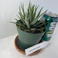 Discover the charming Haworthia Fasciata Zebra Plant potted, a beautiful compact succulent that adds a touch of nature’s artistry to any space. Known for its striking appearance, this plant features thick, dark green leaves adorned with white bumpy tubercles, creating the iconic "Zebra" look that makes it a standout among houseplants.