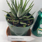 Discover the charming Haworthia Fasciata Zebra Plant potted, a beautiful compact succulent that adds a touch of nature’s artistry to any space. Known for its striking appearance, this plant features thick, dark green leaves adorned with white bumpy tubercles, creating the iconic "Zebra" look that makes it a standout among houseplants.