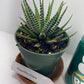 Discover the charming Haworthia Fasciata Zebra Plant potted, a beautiful compact succulent that adds a touch of nature’s artistry to any space. Known for its striking appearance, this plant features thick, dark green leaves adorned with white bumpy tubercles, creating the iconic "Zebra" look that makes it a standout among houseplants.