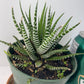 Discover the charming Haworthia Fasciata Zebra Plant potted, a beautiful compact succulent that adds a touch of nature’s artistry to any space. Known for its striking appearance, this plant features thick, dark green leaves adorned with white bumpy tubercles, creating the iconic "Zebra" look that makes it a standout among houseplants.