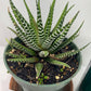 Discover the charming Haworthia Fasciata Zebra Plant potted, a beautiful compact succulent that adds a touch of nature’s artistry to any space. Known for its striking appearance, this plant features thick, dark green leaves adorned with white bumpy tubercles, creating the iconic "Zebra" look that makes it a standout among houseplants.