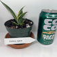 Variegated Century Agave Plant Drought Tolerant Succulent In four Inch Pot