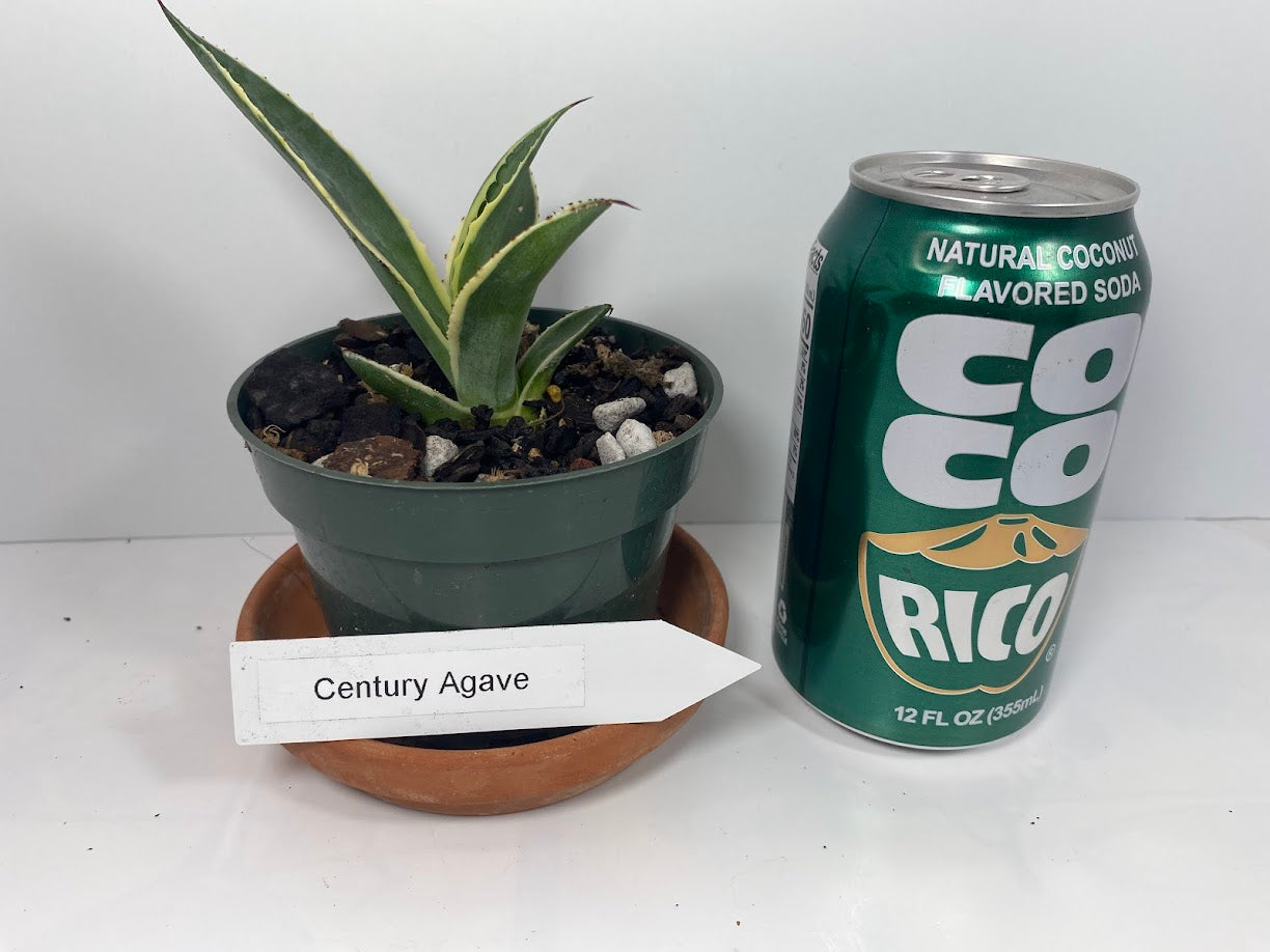 Variegated Century Agave Plant Drought Tolerant Succulent In four Inch Pot