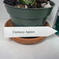 Variegated Century Agave Plant Drought Tolerant Succulent In four Inch Pot
