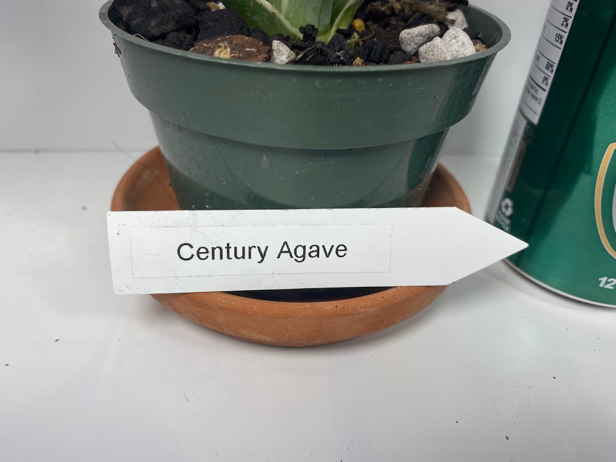 Variegated Century Agave Plant Drought Tolerant Succulent In four Inch Pot