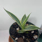 Variegated Century Agave Plant Drought Tolerant Succulent In four Inch Pot