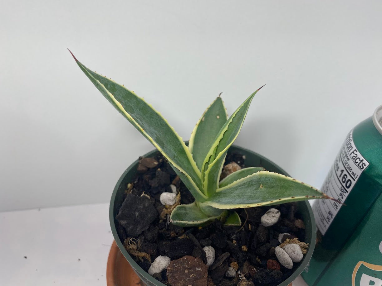 Variegated Century Agave Plant Drought Tolerant Succulent In four Inch Pot
