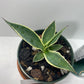 Variegated Century Agave Plant Drought Tolerant Succulent In four Inch Pot