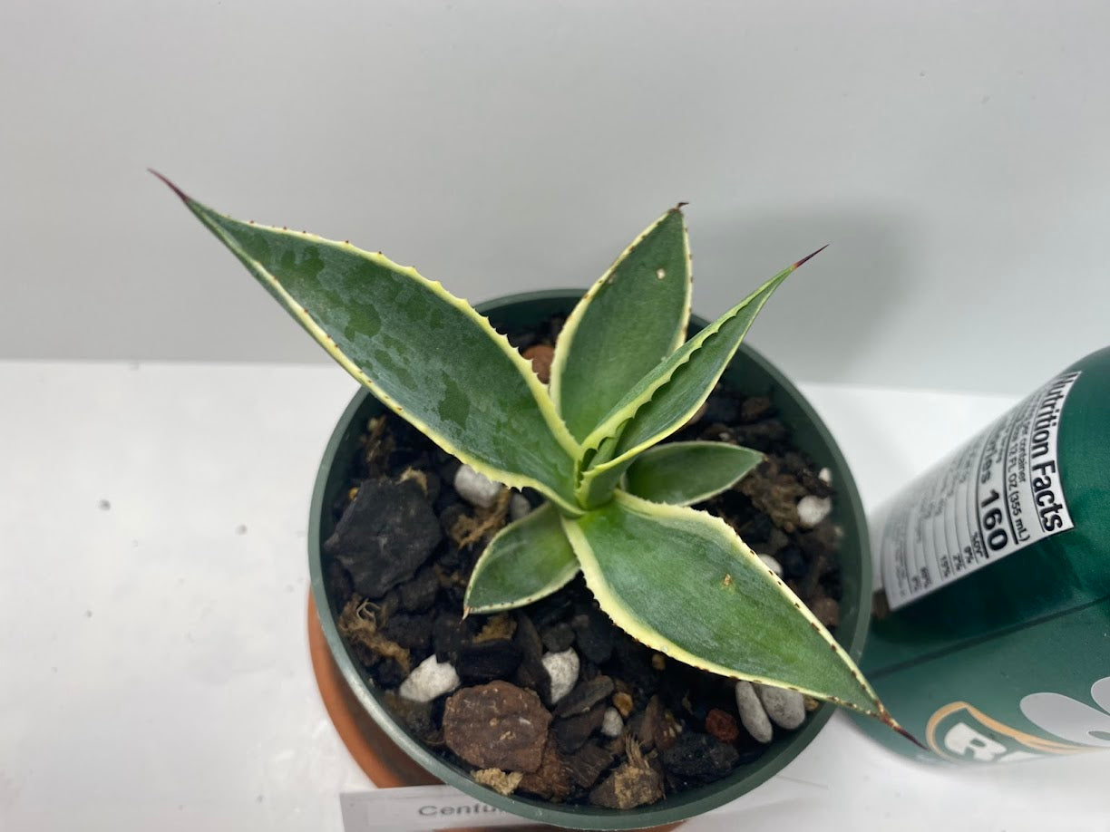 Variegated Century Agave Plant Drought Tolerant Succulent In four Inch Pot