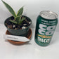 Variegated Century Agave Plant Drought Tolerant Succulent In four Inch Pot