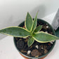Variegated Century Agave Plant Drought Tolerant Succulent In four Inch Pot