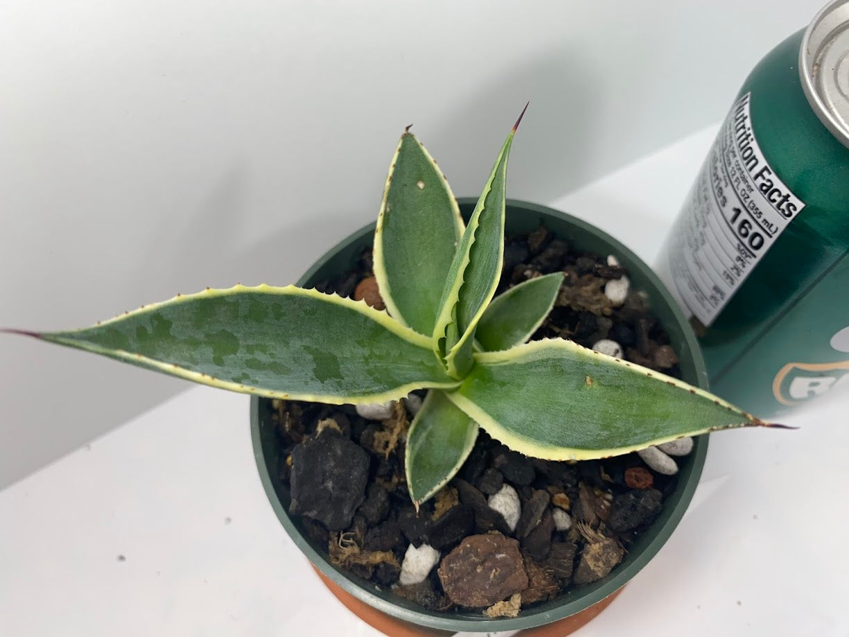 Variegated Century Agave Plant Drought Tolerant Succulent In four Inch Pot