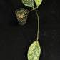 Hoya Crassipetiolata Splash/silver, Rooted, nice foliage