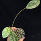 Hoya Crassipetiolata Splash/silver, Rooted, nice foliage