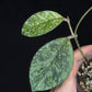 Hoya Crassipetiolata Splash/silver, Rooted, nice foliage