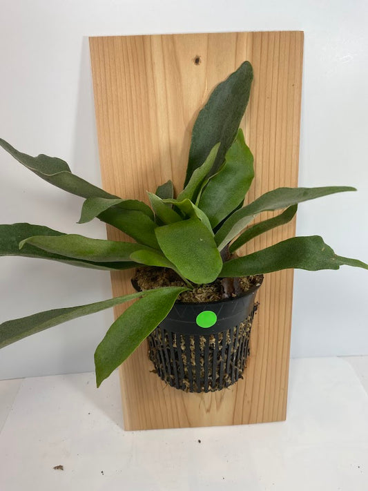 Helecho cuerno de alce montado y establecido sobre una teja de cedro. ¡Helecho cuerno de alce o Platycerium bifurcatum! ¡Una planta divertida y fácil de cultivar!