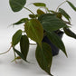 Philodendron Micans