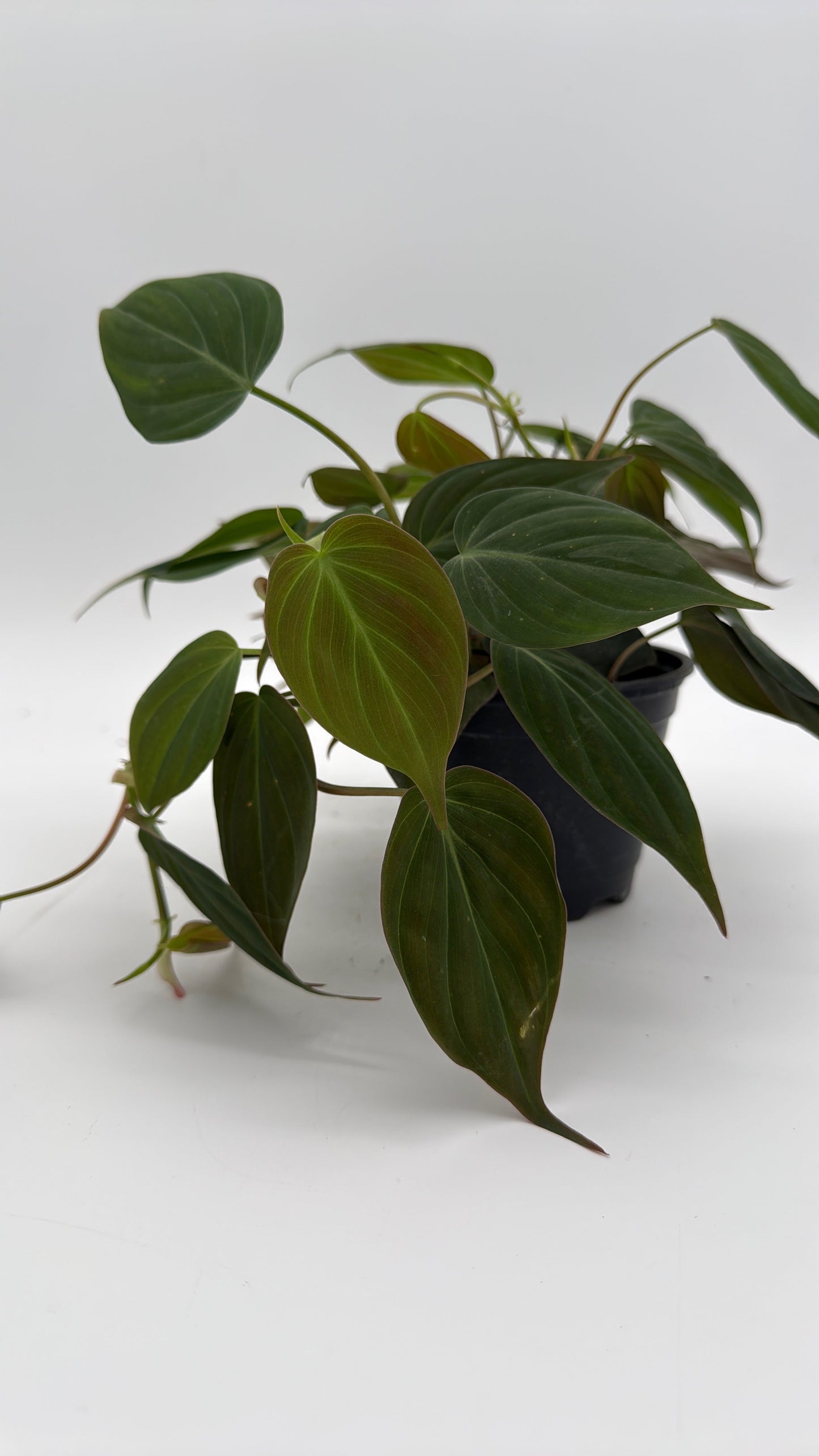 Philodendron Micans