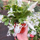 Zygocactus 'Christmas Cactus'