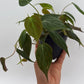 Philodendron Micans