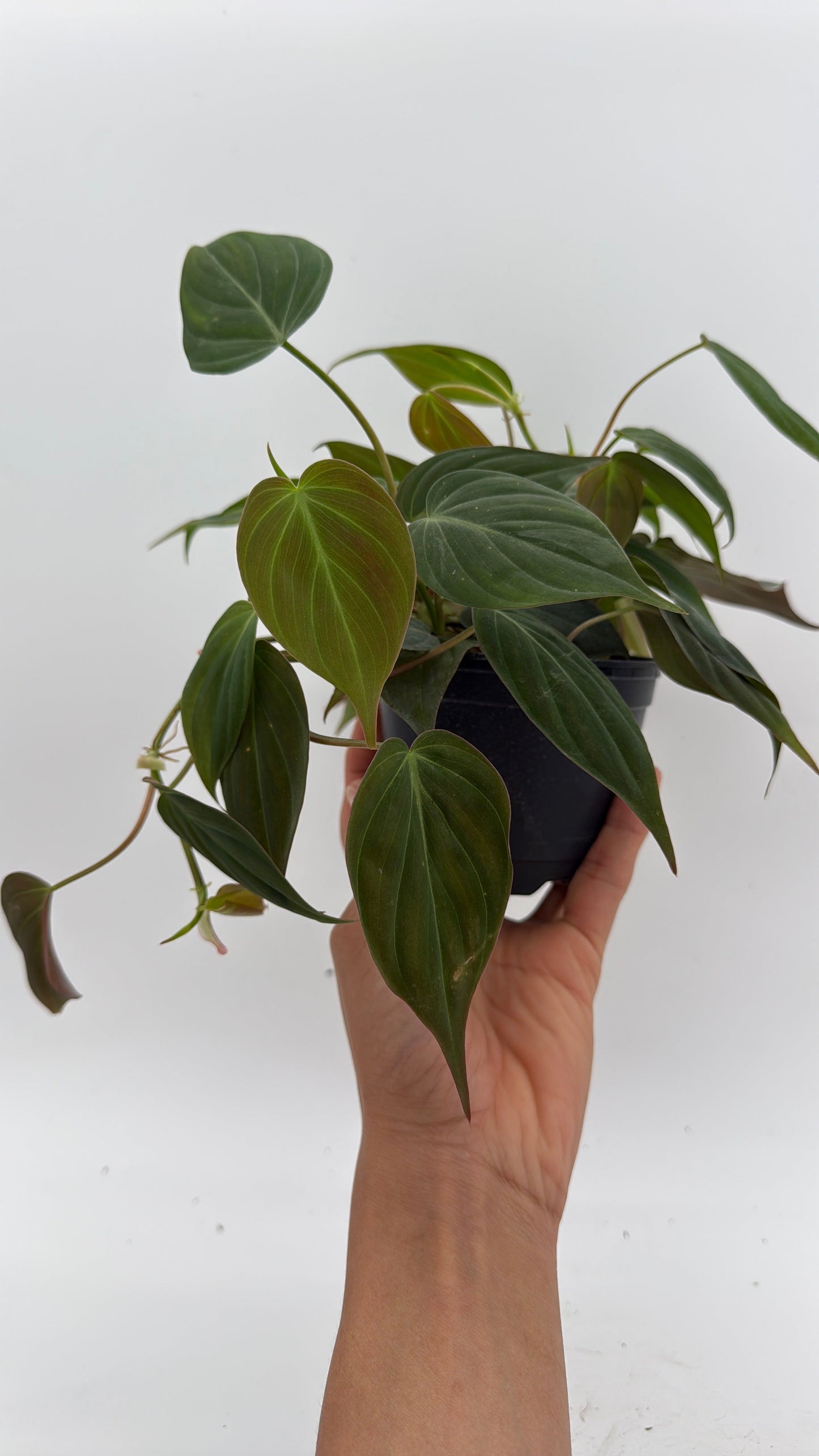 Philodendron Micans