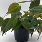 Philodendron Micans