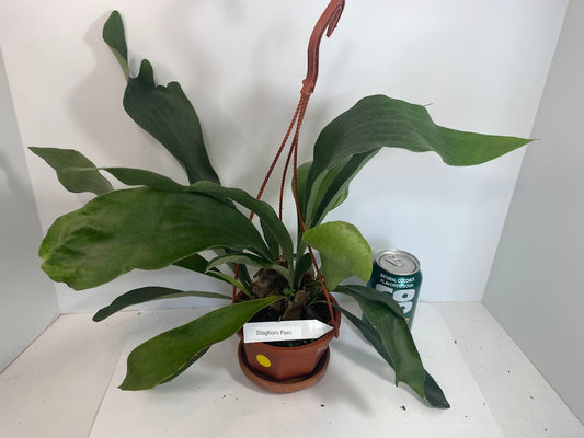 Platycerium Bifurcatum paired with a complimentary deluxe hanging pot—a rare find. For optimal care, provide bright, indirect light, warm temperatures, moderate humidity, and good air circulation. These tropical ferns absorb water through both their fronds and roots, so be sure to thoroughly soak the basal fronds and growing medium. Use a well-draining soil mix rich in organic materials like coco coir, peat moss, or shredded leaves, avoiding moisture-retentive crystals to prevent root rot.
