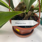 Platycerium Bifurcatum paired with a complimentary deluxe hanging pot—a rare find. For optimal care, provide bright, indirect light, warm temperatures, moderate humidity, and good air circulation. These tropical ferns absorb water through both their fronds and roots, so be sure to thoroughly soak the basal fronds and growing medium. Use a well-draining soil mix rich in organic materials like coco coir, peat moss, or shredded leaves, avoiding moisture-retentive crystals to prevent root rot.