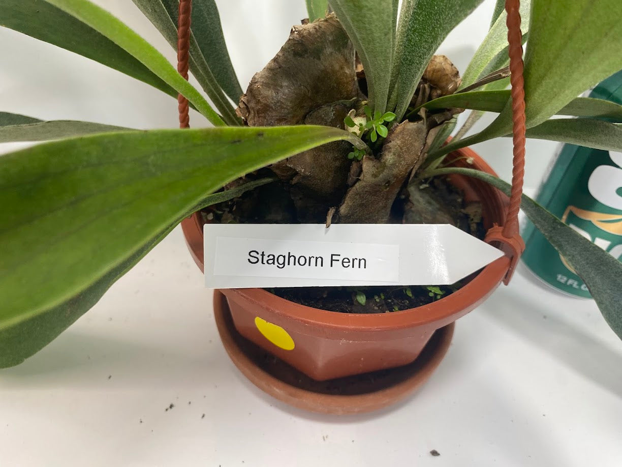 Platycerium Bifurcatum paired with a complimentary deluxe hanging pot—a rare find. For optimal care, provide bright, indirect light, warm temperatures, moderate humidity, and good air circulation. These tropical ferns absorb water through both their fronds and roots, so be sure to thoroughly soak the basal fronds and growing medium. Use a well-draining soil mix rich in organic materials like coco coir, peat moss, or shredded leaves, avoiding moisture-retentive crystals to prevent root rot.