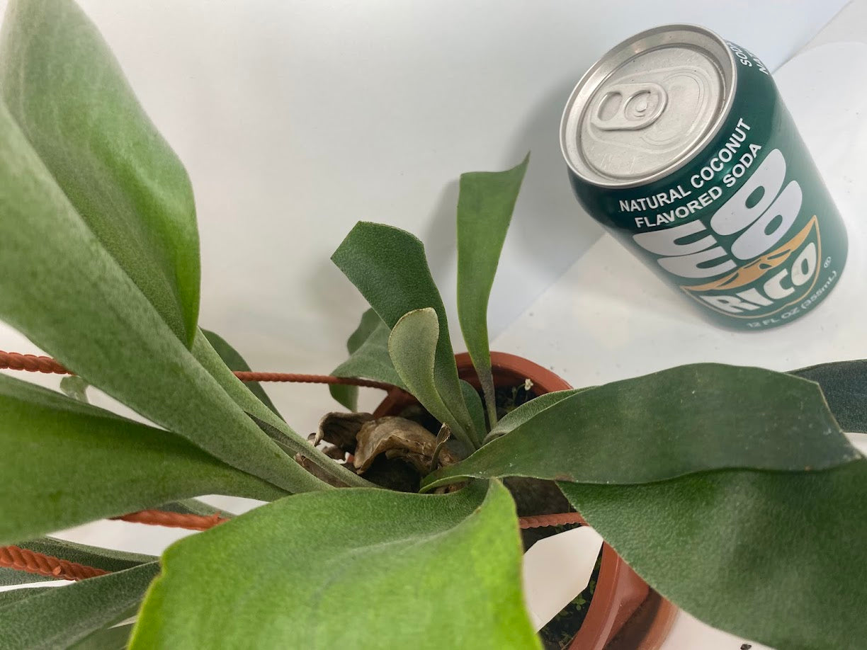 Platycerium Bifurcatum paired with a complimentary deluxe hanging pot—a rare find. For optimal care, provide bright, indirect light, warm temperatures, moderate humidity, and good air circulation. These tropical ferns absorb water through both their fronds and roots, so be sure to thoroughly soak the basal fronds and growing medium. Use a well-draining soil mix rich in organic materials like coco coir, peat moss, or shredded leaves, avoiding moisture-retentive crystals to prevent root rot.