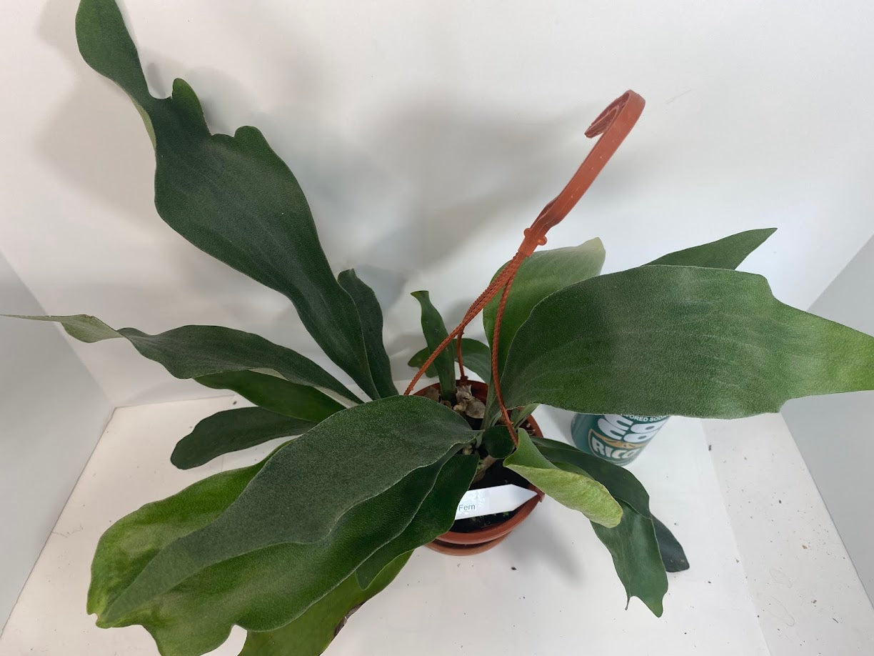 Platycerium Bifurcatum paired with a complimentary deluxe hanging pot—a rare find. For optimal care, provide bright, indirect light, warm temperatures, moderate humidity, and good air circulation. These tropical ferns absorb water through both their fronds and roots, so be sure to thoroughly soak the basal fronds and growing medium. Use a well-draining soil mix rich in organic materials like coco coir, peat moss, or shredded leaves, avoiding moisture-retentive crystals to prevent root rot.
