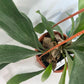 Platycerium Bifurcatum paired with a complimentary deluxe hanging pot—a rare find. For optimal care, provide bright, indirect light, warm temperatures, moderate humidity, and good air circulation. These tropical ferns absorb water through both their fronds and roots, so be sure to thoroughly soak the basal fronds and growing medium. Use a well-draining soil mix rich in organic materials like coco coir, peat moss, or shredded leaves, avoiding moisture-retentive crystals to prevent root rot.