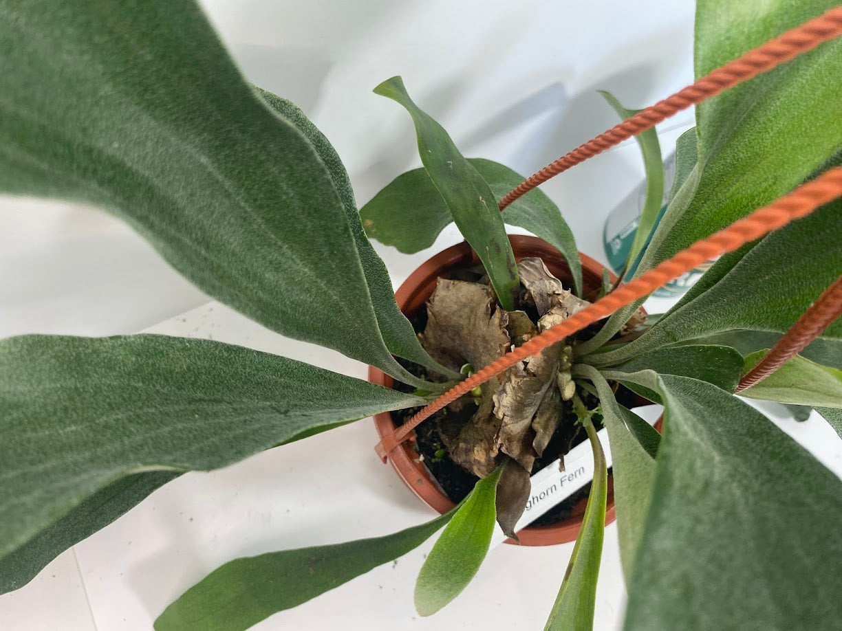 Platycerium Bifurcatum paired with a complimentary deluxe hanging pot—a rare find. For optimal care, provide bright, indirect light, warm temperatures, moderate humidity, and good air circulation. These tropical ferns absorb water through both their fronds and roots, so be sure to thoroughly soak the basal fronds and growing medium. Use a well-draining soil mix rich in organic materials like coco coir, peat moss, or shredded leaves, avoiding moisture-retentive crystals to prevent root rot.