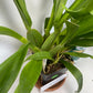The Oncidium Sharry Baby "Sweet Fragrance" Orchid (not in bloom) is renowned for its delightful chocolate scent and striking blooms. This popular variety can flower up to twice annually, offering extended enjoyment. Ideal for enthusiasts seeking a fragrant and visually appealing addition to their collection, it thrives with proper care and provides a rewarding display of elegance and aroma.