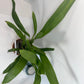 Orquídea Oncidium Sharry Baby "Sweet Fragrance" (no está en flor). ¡Súper popular! ¡Florece hasta dos veces al año con un aroma dulce a chocolate!