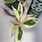 Hoya Carnosa 'Krimson Queen' is prized for its striking, glossy leaves and charming, fragrant flowers, making it an excellent, low-maintenance choice for any indoor plant enthusiast. For optimal growth, provide bright, indirect light and water regularly during active growth.