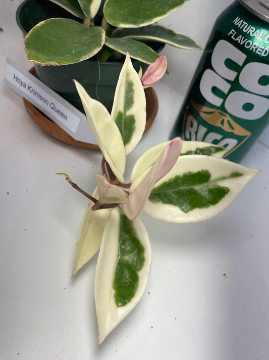 Hoya Carnosa 'Krimson Queen' is prized for its striking, glossy leaves and charming, fragrant flowers, making it an excellent, low-maintenance choice for any indoor plant enthusiast. For optimal growth, provide bright, indirect light and water regularly during active growth.